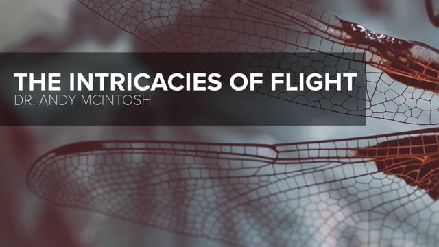 the-intricacies-of-flight.jpg